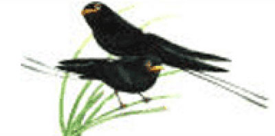 ����ҿ��˭ԧ���Թ��