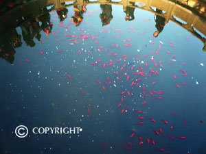 Fish pond in front of the Immovable Guanyin Temple